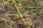 Longleaf sunflower